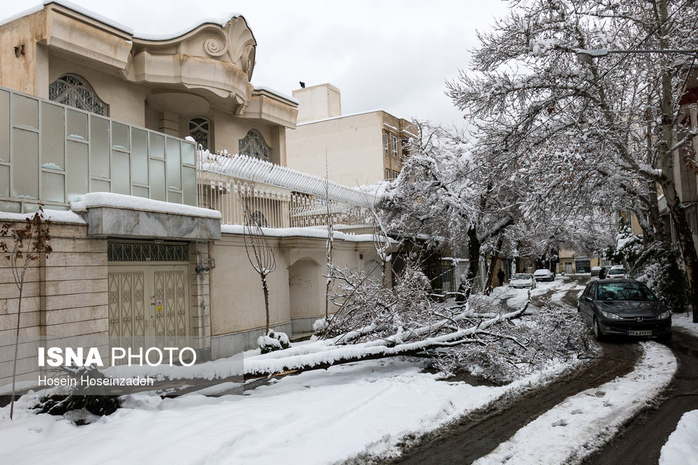 جمعآوری بیش از ۲۰۰ اصله درخت سقوطی و شکسته در پی بارش برف در مشهد