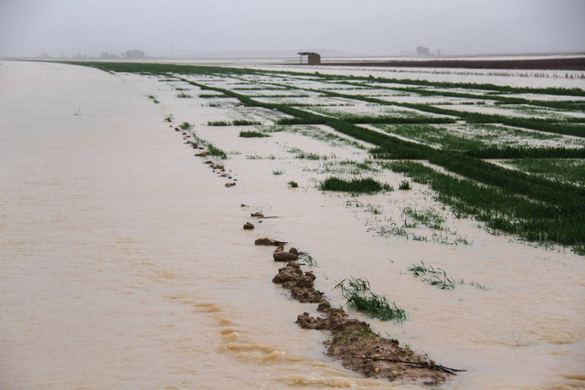 15 هزار هکتار از اراضی شعیبیه شوشتر در تهدید سیلاب هستند 15 هزار هکتار از اراضی شعیبیه شوشتر در تهدید سیلاب هستند