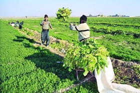 توسعه کشاورزی زمینه ساز کاهش نرخ بیکاری خمین