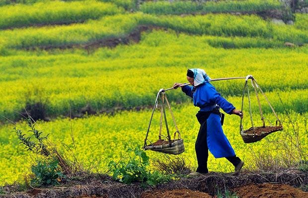 توسعه کشاورزی الگوی مناسبی ندارد توسعه کشاورزی الگوی مناسبی ندارد