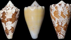 تسکین درد با زهر حلزون 