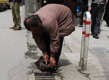 10 درصد کشتار طیور در یزد غیراصولی است