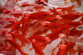 همه نکاتی که باید در خرید و نگهداری ماهی قرمز بدانیم