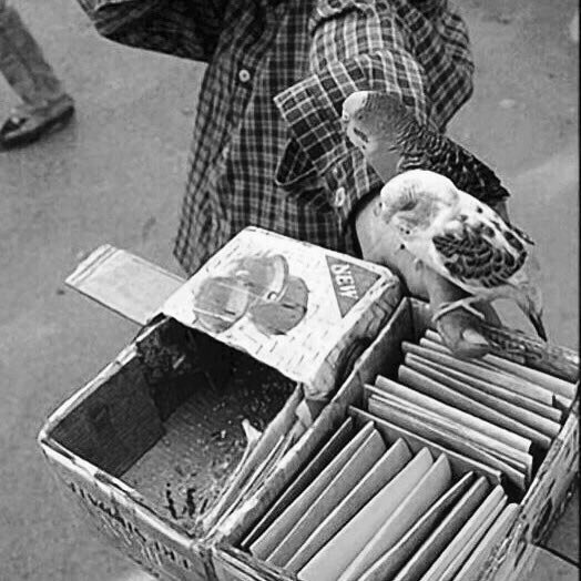 عکس تزئینی است پلیس پسرک فالفروش را به خانوادهاش رساند