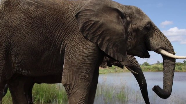 ردیابی الگوهای خواب فیل‌ با ایمپلنت ساعت هوشمند