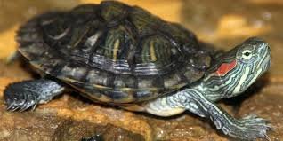 نیمی از گونه‌های لاک‌پشت‌های بومی ایران در خطر انقراض