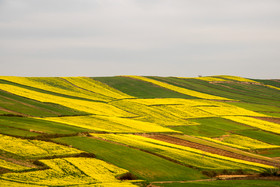 مزارع کلزا،‌ شرق مازندران