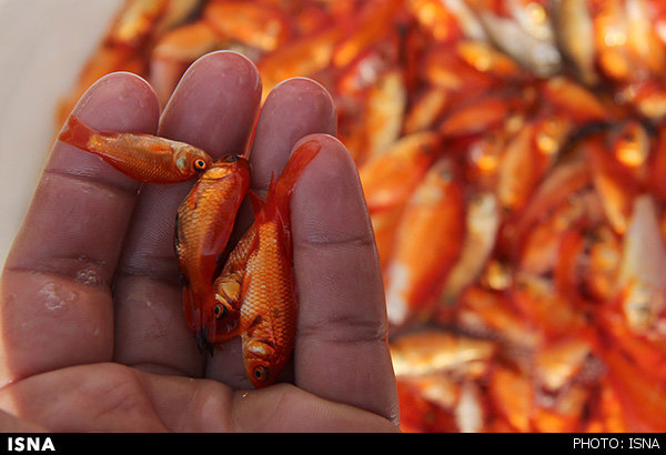 مرکز پرورش ماهی قرمز در خراسان رضوی نداریم مرکز پرورش ماهی قرمز در خراسان رضوی نداریم