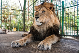 باغ وحش وکیلآباد، تنها باغ وحش مشهد، در جنوب غربی این شهر و در کنار پارک جنگلی وکیلآباد قرار دارد.