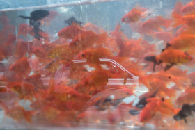 روزهای آخر سال ۹۵ - تقاطع خيابان آيت و رسالت