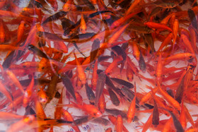 در آستانه عید نوروز بازار تاریخی اردبیل