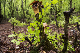 سیزده فروردین ، روز آشتی با طبیعت - ساری 