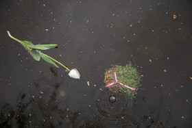 سیزده فروردین ، روز آشتی با طبیعت - رشت - متاسفانه عده ای از هموطنان در روز آشتی با طبیعت طبق عادتی ناپسند سبزه و ماهی سفره های هفت سینشان را در طبیعت و اطراف رودخانه ها رها می کنند که این مسئله باعث آلودگی و زشتی محیط زیست می شود