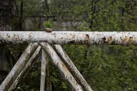 سیزده فروردین ، روز آشتی با طبیعت - رشت - متاسفانه عده ای از هموطنان در روز آشتی با طبیعت طبق عادتی ناپسند سبزه و ماهی سفره های هفت سینشان را در طبیعت و اطراف رودخانه ها رها می کنند که این مسئله باعث آلودگی و زشتی محیط زیست می شود