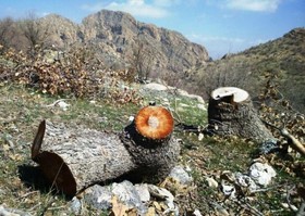 صدای اره برقی‌ها در جنگل‌های کوه حاتم خاموش می‌شود؟ +تصاویر