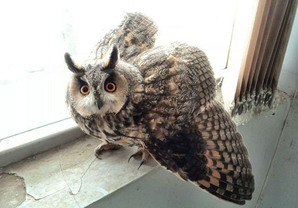 ‌تحویل پرنده مصدوم به محیط‌ زیست زنجان