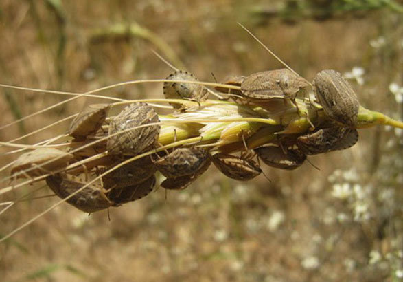 عکس تزئینی است هشدار جهاد کشاورزی درگز درباره مبارزه با آفت سن گندم و جو