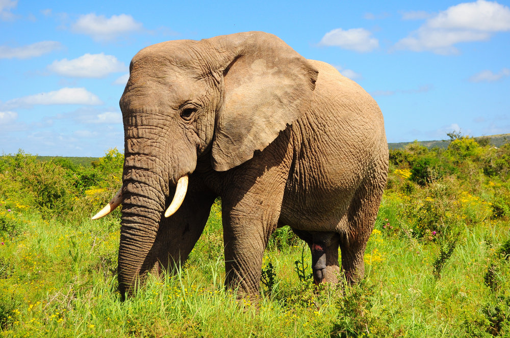  ۲۷ حقیقت جالب و شگفت انگیز درباره فیل ها
