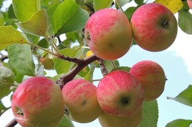 خرید ۱۰۰ تن سیب پادرختی از باغداران بروجردی
