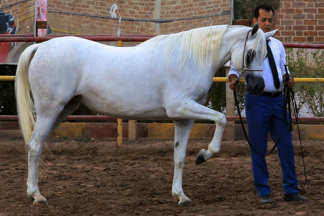 عکس تزئینی است اسدآباد پرچمدار جشنواره ملی «زیبایی اسب عرب» شد