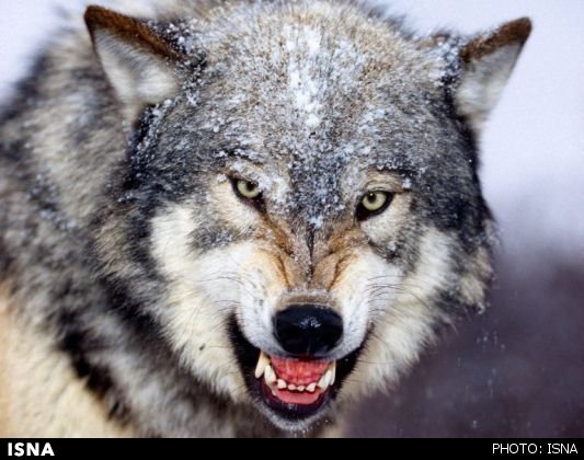 هیچ برنامه‌ای برای رهاسازی گرگ در مناطق طبیعی زنجان نداریم