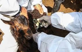 طاعون نشخوارکنندگان کوچک، با بیشترین شیوع در دامهای خراسانشمالی طاعون نشخوار کنندگان