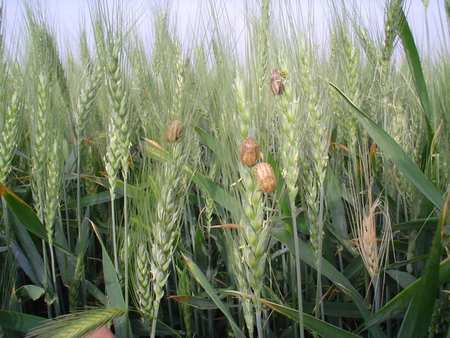 شناسایی سه کانون ریزش آفت سن غلات در دامنه رشتهکوههای بینالود شناسایی سه کانون ریزش آفت سن غلات در دامنه رشتهکوههای بینالود