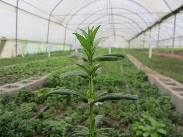 عکس تزیینی است دهکده گیاهان دارویی گامی مؤثر در شکوفایی پتانسیلهای خراسانجنوبی