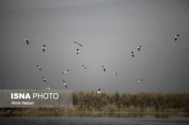 پایان عطش ١٠ ساله هورالعظیم پایان عطش ١٠ ساله هورالعظیم