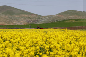 مزارع گیاه کلزا که از آن روغن بدست می‌آید یکی از جاذبه‌های گردشگری استان کردستان است.  