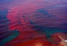 ضرورت پایش کشند قرمز و سفیدشدگی مرجان‌ها در خلیج‌فارس