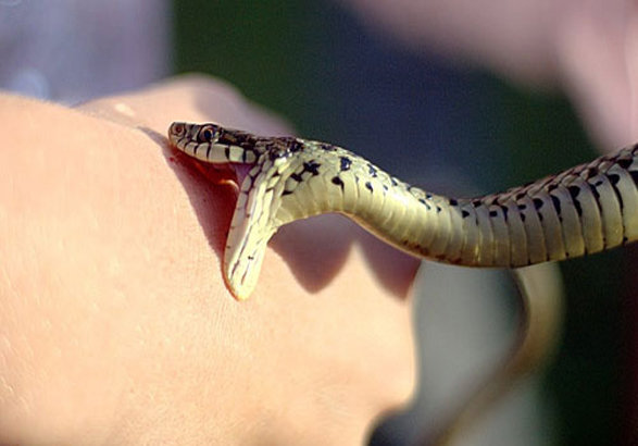 عکس تزیینی است. درمانهای اولیه "مارگزیدگی"/علائم اولیه خطرناک بعد از گزش