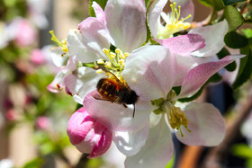  طبیعت بهاری ارسباران - استان آذربایجان شرقی