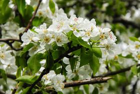  طبیعت بهاری ارسباران - استان آذربایجان شرقی