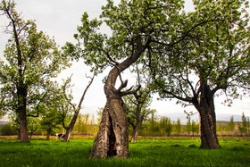  طبیعت بهاری ارسباران - استان آذربایجان شرقی