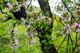  طبیعت بهاری ارسباران - استان آذربایجان شرقی