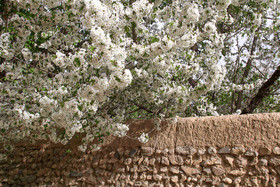 شکوفه های باغ گیلاس - کرمان