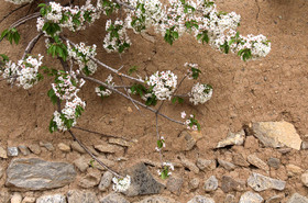 شکوفه های باغ گیلاس - کرمان