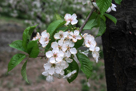 شکوفه های باغ گیلاس - کرمان