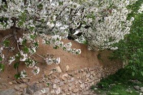 شکوفه های باغ گیلاس - کرمان