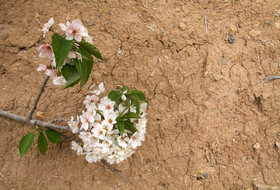 شکوفه های باغ گیلاس - کرمان