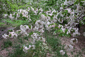 شکوفه های باغ گیلاس - کرمان