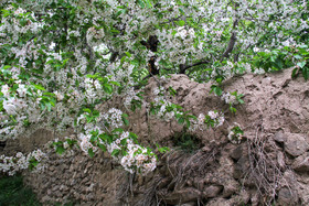 شکوفه های باغ گیلاس - کرمان