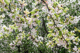 شکوفه های باغ گیلاس - کرمان