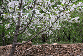 شکوفه های باغ گیلاس - کرمان