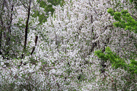 شکوفه های باغ گیلاس - کرمان