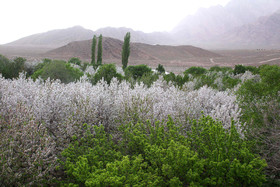 شکوفه های باغ گیلاس - کرمان