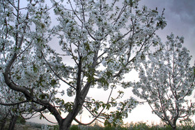 شکوفه های باغ گیلاس - کرمان