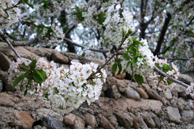 شکوفه های باغ گیلاس - کرمان