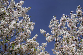 شکوفه های باغ گیلاس - کرمان